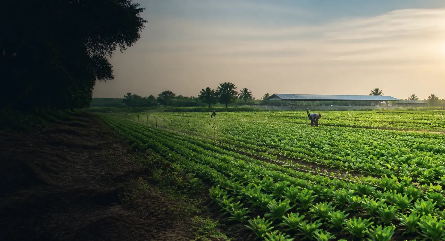 An irrigated vegetable farm at sunrise